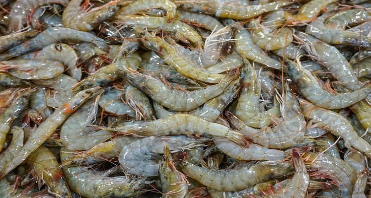 An image of shrimp. 