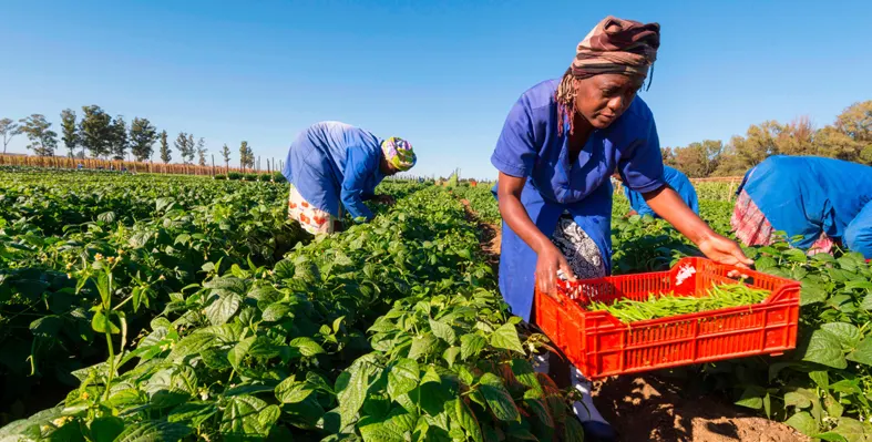 farmer working in field