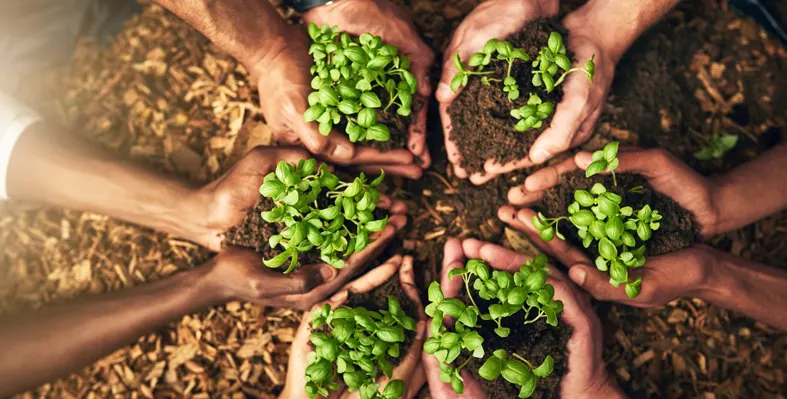 Closeup of hands planting in fertile soil for sustainability and organic farming