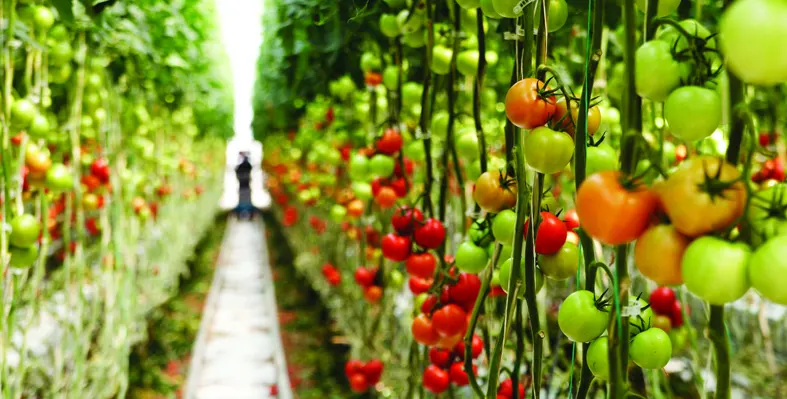 tomatoes in field