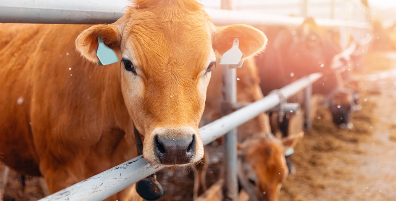 livestock in barn