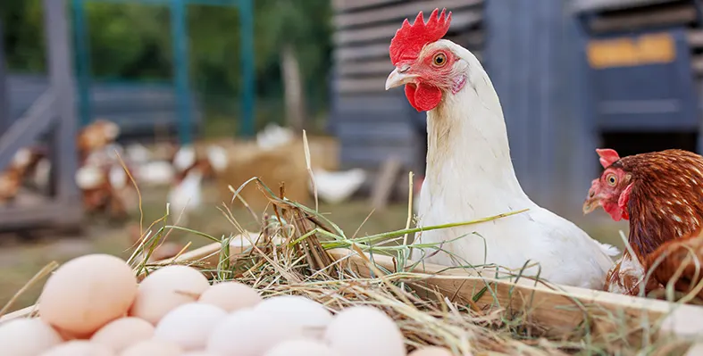 Imgae_of_chicken