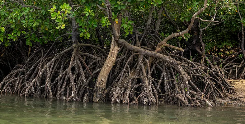 Image_of_ MangroveAfforestation