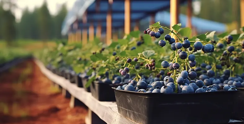 Image_of_blueberrygreenhouse