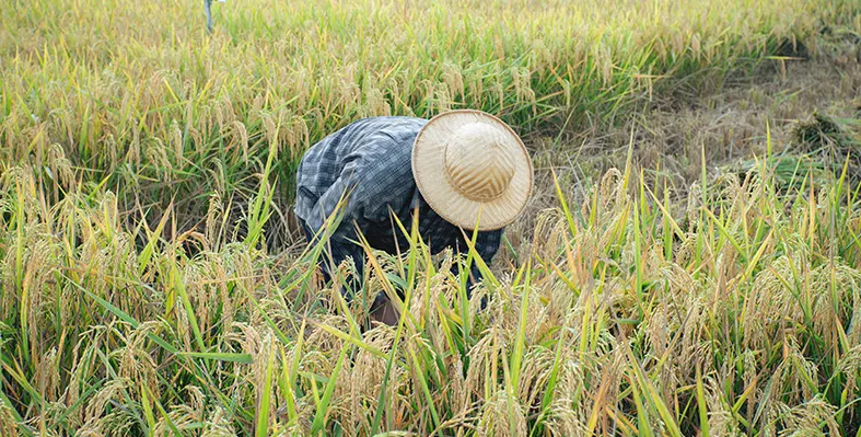farmer_in_rice_field
