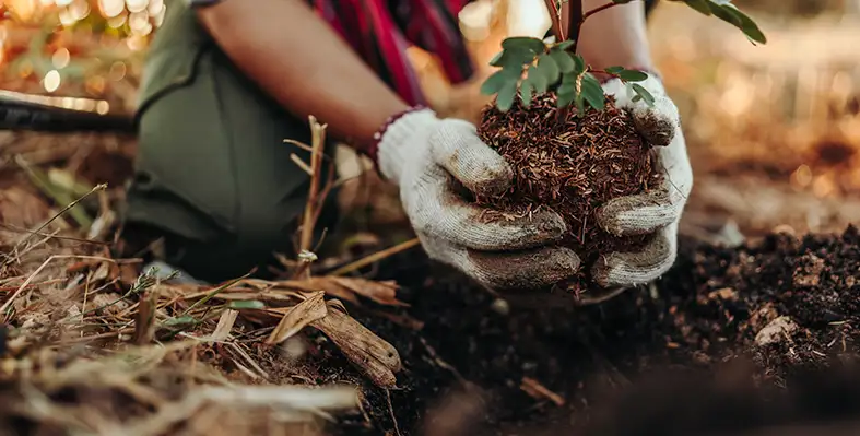 Image_of_gardening
