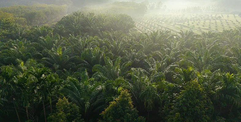 Image_of_palm_in_Indonesia 