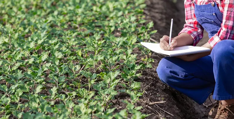 Image_of_magueyfertilizer