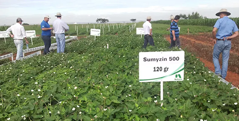 Image_of_sumitomo_chemical_field