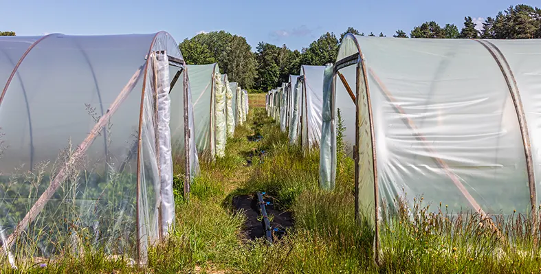 Image_of_plasticulture