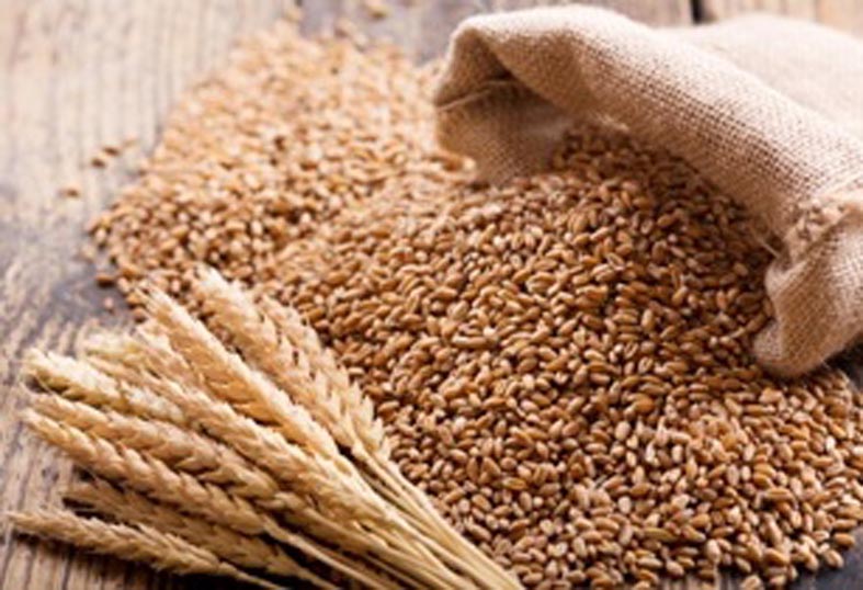 image_shows_wheat_in_a_sack_signifying_WHEAT_project_that_aims_to_revolutionise_drug_manufacturing