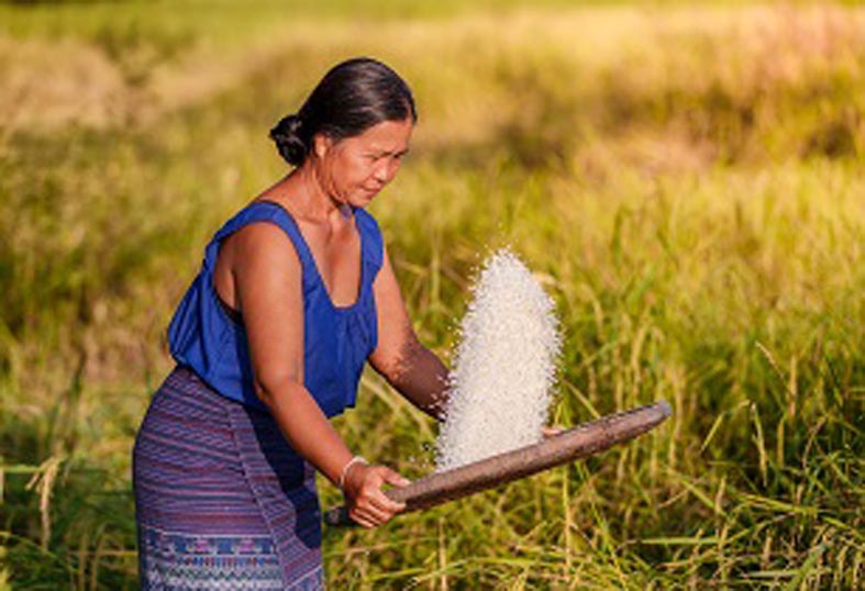 rice-production