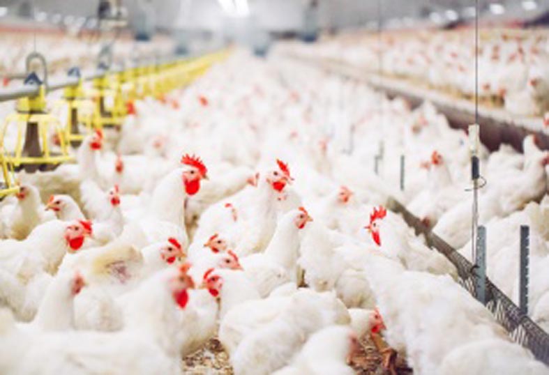 image_shows_chicken_suffering_from_mycoplasma_bacteria