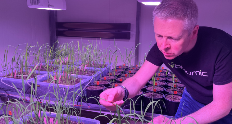 Rice seedlings being observed under UV light