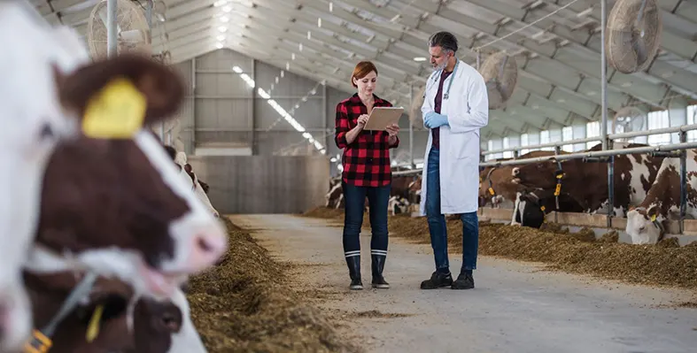 image_shows_scientists_in_barn_discussing_about_commercialisation_of_HPAI_vaccine_in_dairy_cattle