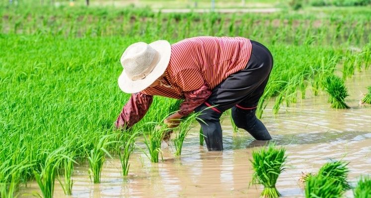 Chinese farmer in a rice field