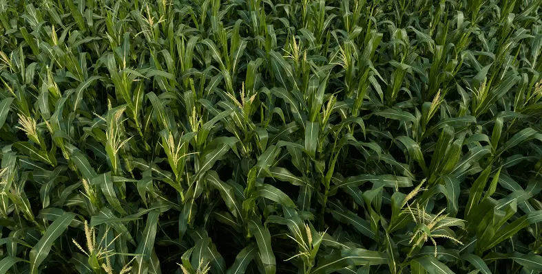 Image of maize. 