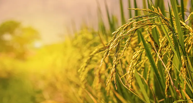 Close image of a rice crop in a field