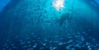 fish in ocean 