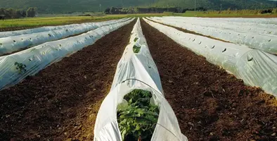 image_indicates_the_need_to_switch_to_biodegradable_plastics_to_prevent_microplastics_from_being_a_threat_to_the_future_of_farming