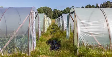 Image_of_plasticulture