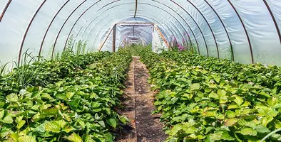 Image_of_greenhousetech