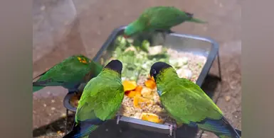 Image_of_Pet_Fair