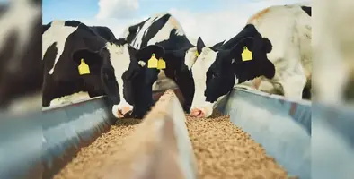 Dairy_cow