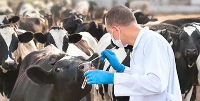 Vet_swabing_a_cow