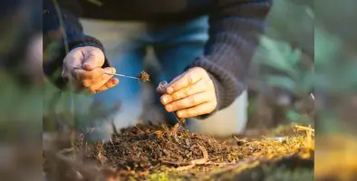 regenerative_agriculture