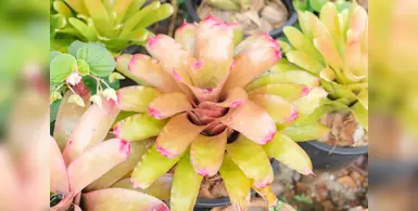  prickly_cactus 