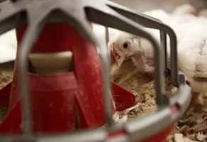 Phytogenic feed additives support in antibiotic free poultry production c Delacon