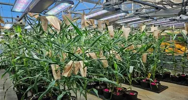 ZeaKal PhotoSeed corn