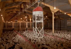  MG 7973 International Poultry
