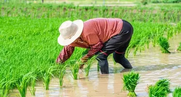 Chinese farmer in a rice field
