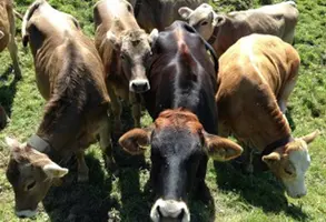 maxpixel.freegreatpicture.com Agriculture Pasture Animals Livestock Cattle Types 474852