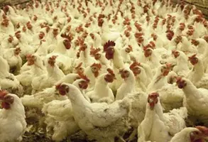 poultry farm