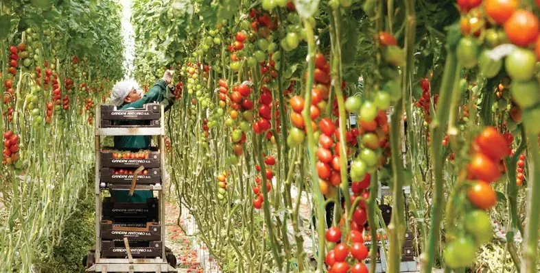 The partnership will focus on implementing best-in-class agricultural practices, capacity building programmes as well as undertaking comprehensive vegetable seed trials. (Image source: Bayer) farmer plucking tomatoes in farm