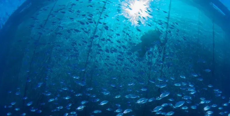 This partnership will leverage the strengths and expertise of both event organisers. (Image source: Agri-food Tech Expo) fish in ocean
