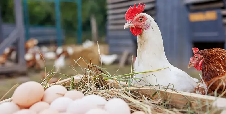 Imgae_of_chicken