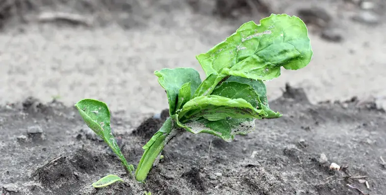Image_of_croplanddestorted