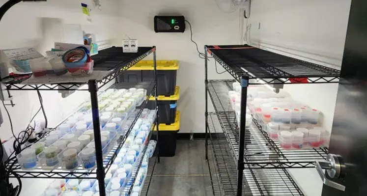 Quantum_clear_transforms