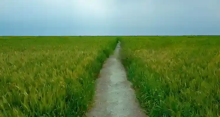 wheat_field_in_Iraq