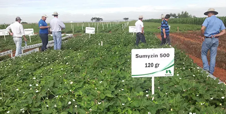 Sumitomo Chemical aims to promote regenerative agriculture and build a more sustainable global food system. (Image credit: Sumitomo Chemical) Image_of_sumitomo_chemical_field