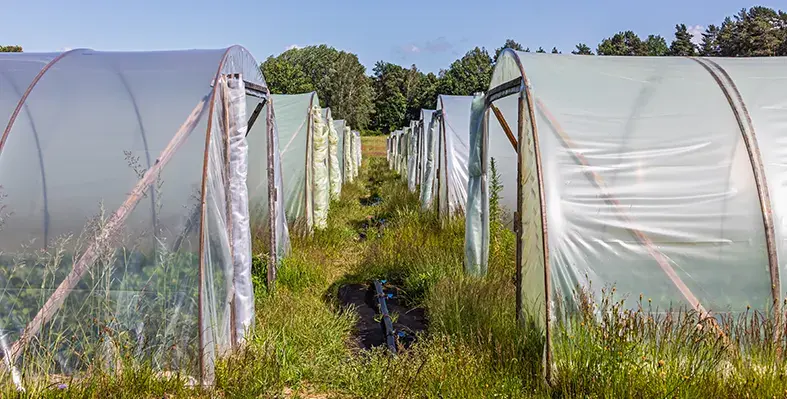 Image_of_plasticulture