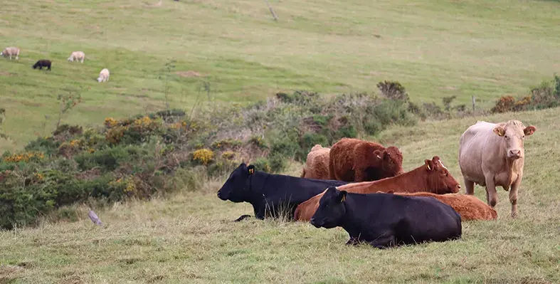 Image_of_cattleinfarm