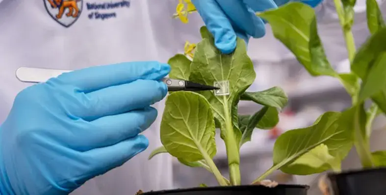 microneedle_patch_by_NUS