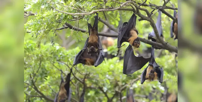 flying_foxes_hanging_on_trees