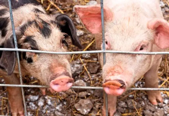 The seminar will discuss the role of digestible proteins in healthy piglet growth. (Image source: Liz West/Flickr)