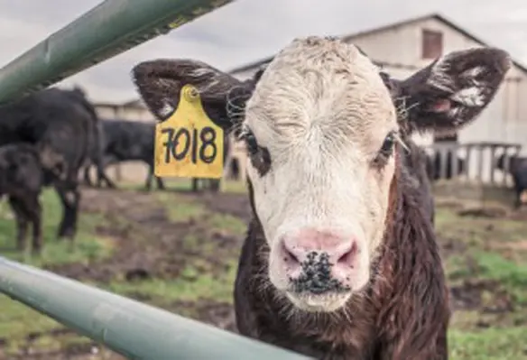 Microbiome science holds potential solutions to reduce AMR in livestock production. (Image source: RyanMcGuire/Pixabay)